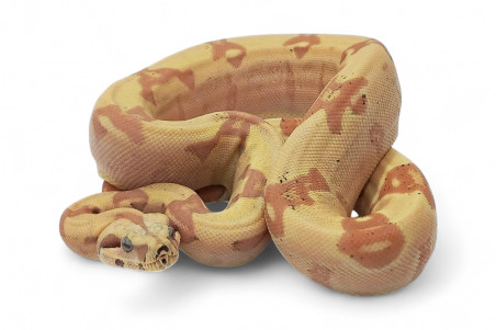 Boa c. imperator, sunglow