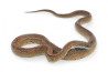 Pantherophis guttatus, caramel motley, subadulte