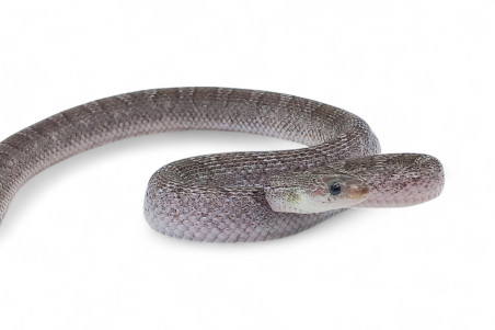 Pantherophis guttatus, ghost bloodred, subadulte