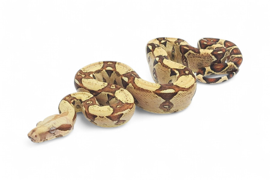 Boa c. imperator, VPI