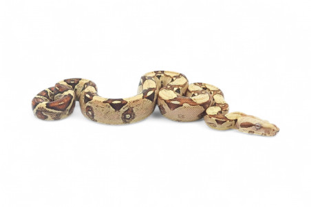 Boa c. imperator, VPI