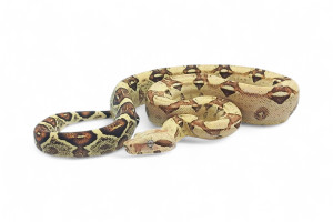 Boa c. imperator, VPI