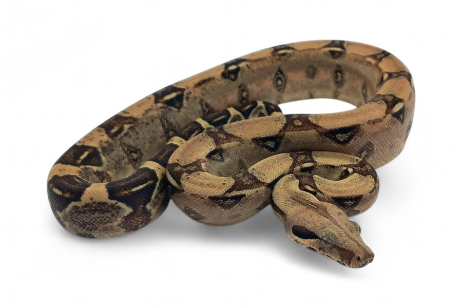 Boa c. imperator, anérythristique