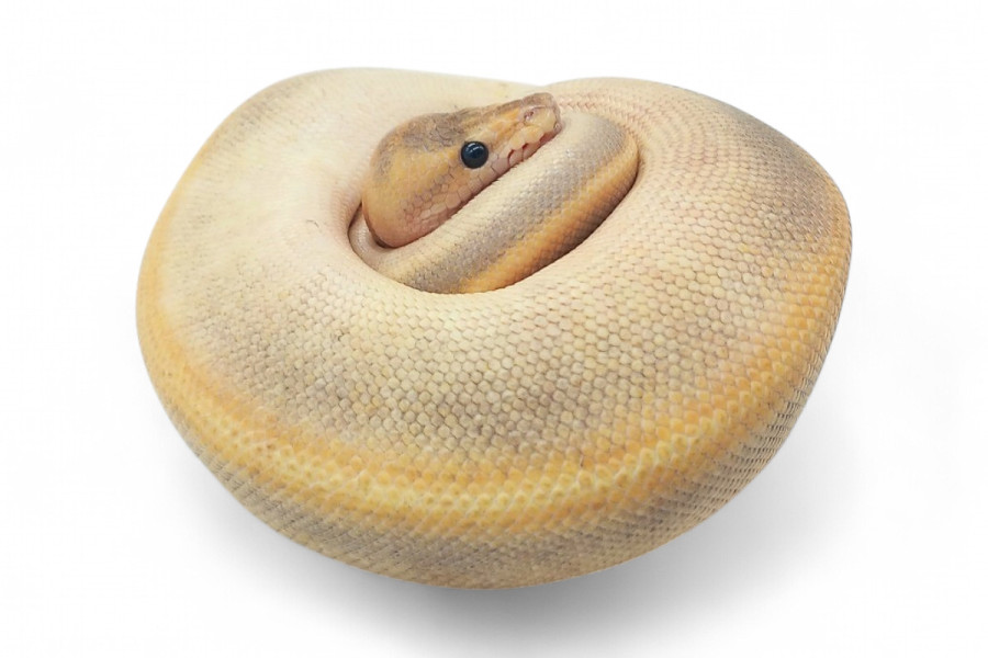 Python regius, champagne pinstripe