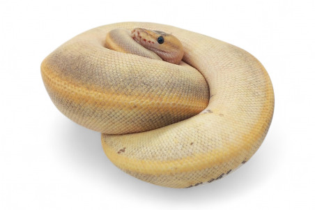 Python regius, champagne pinstripe