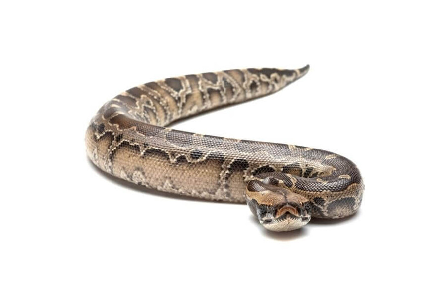 Python breitensteini