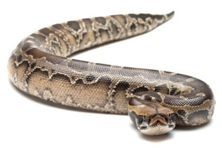 Python breitensteini