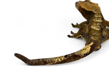 Correlophus (Rhacodactylus) ciliatus, mâle adulte