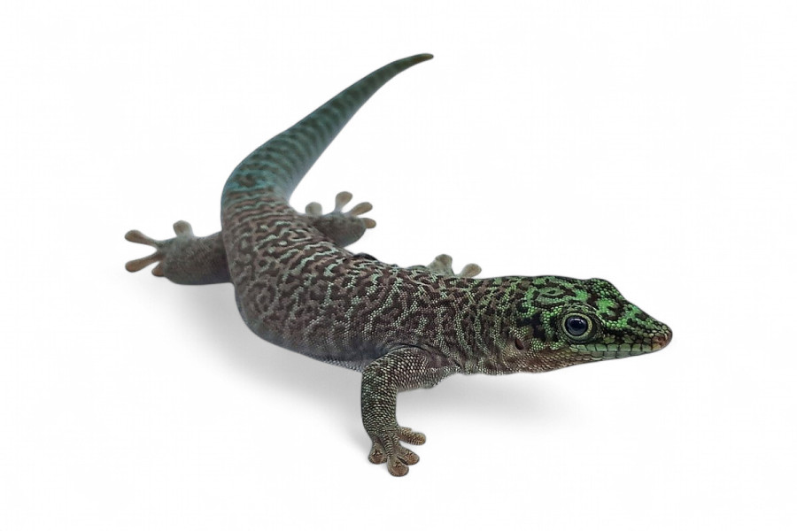 Phelsuma standingi, subadulte