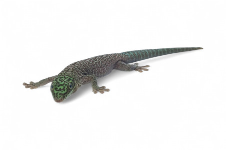 Phelsuma standingi, subadulte