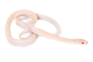 Pantherophis guttatus, opal