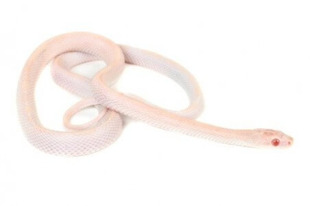 Pantherophis guttatus, opal