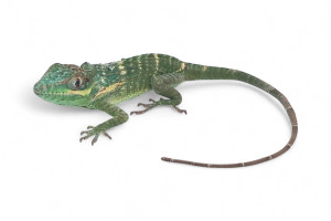 Anolis equestris potior