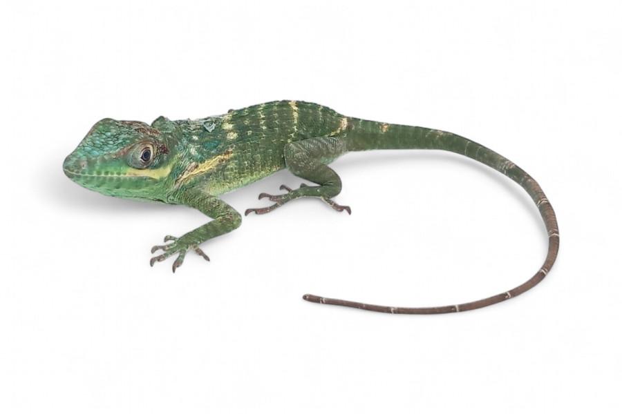 Anolis equestris potior