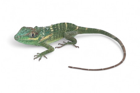 Anolis equestris potior