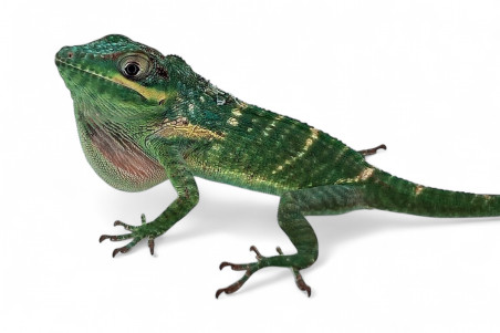 Anolis equestris potior