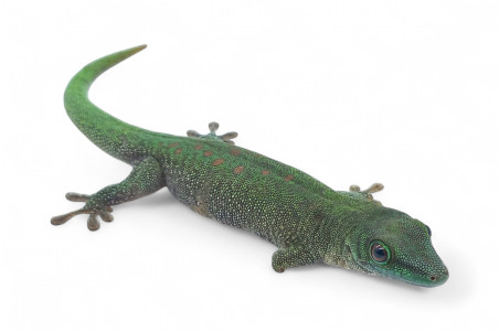 Phelsuma kochi