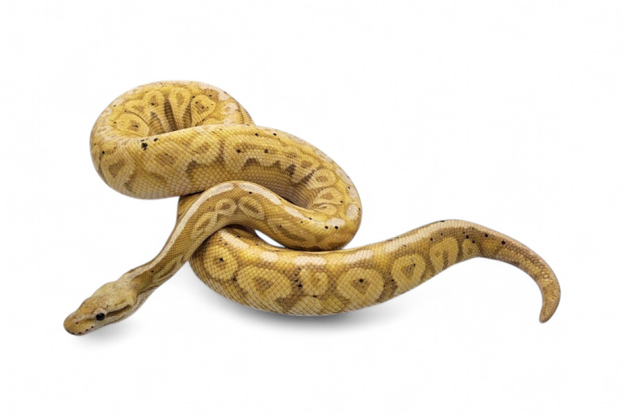 Python regius, banana pewter, mâle adulte