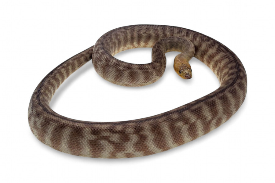 Aspidites ramsayi, mâle subadulte