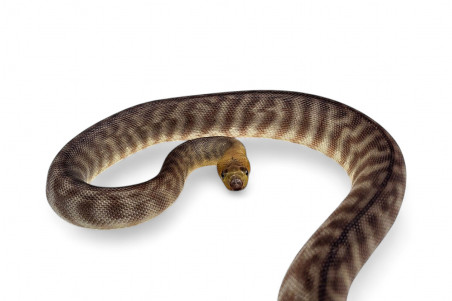 Aspidites ramsayi, mâle subadulte