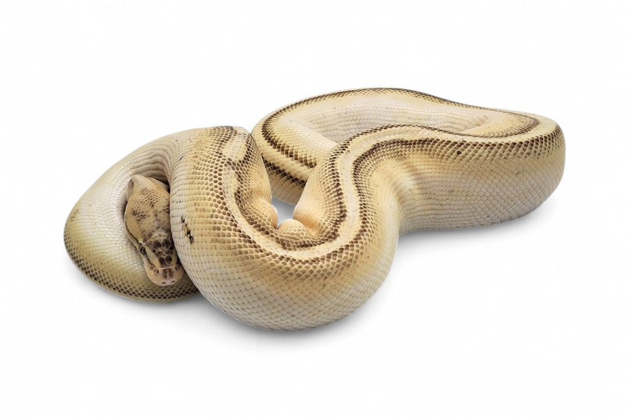 Python regius, lesser stripe, femelle adulte