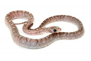 Pantherophis guttatus, pewter