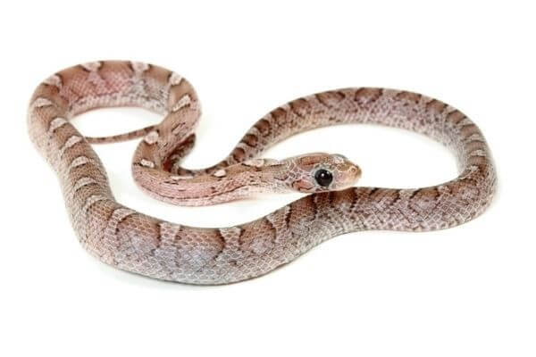 Pantherophis guttatus, pewter Pantherophis guttatus, pewter