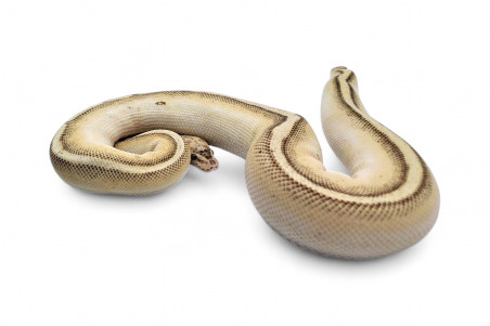 Python regius, lesser stripe, femelle adulte