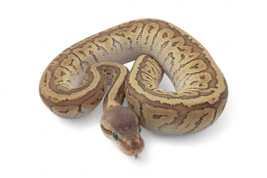 Python regius, lemon blast