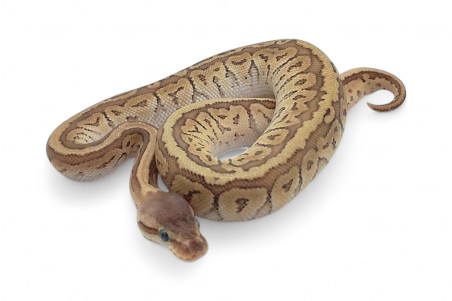 Python regius, lemon blast