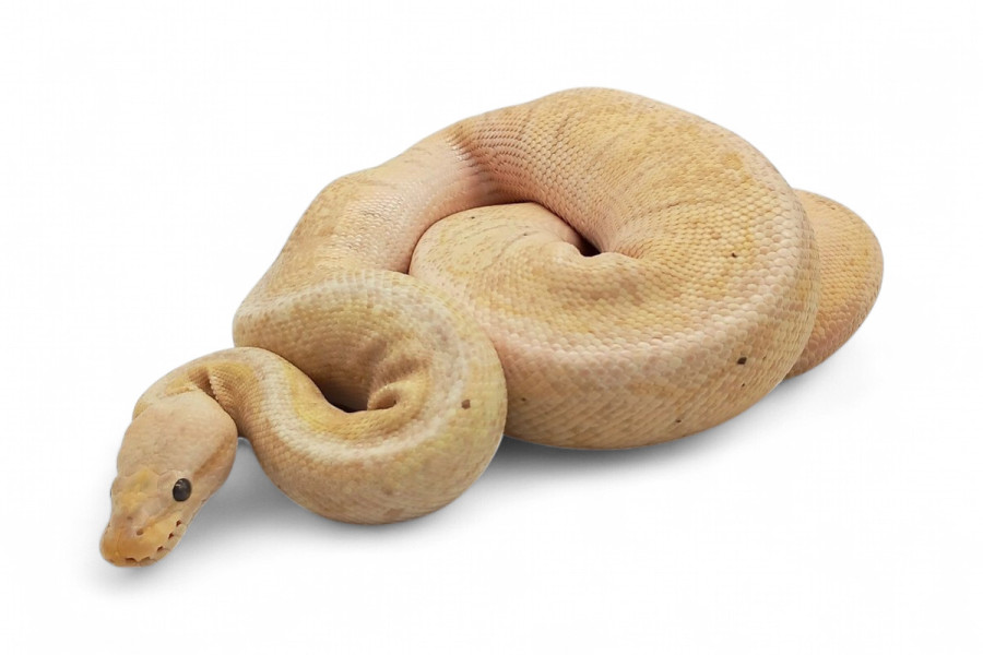 Python regius, banana pinstripe, mâle adulte