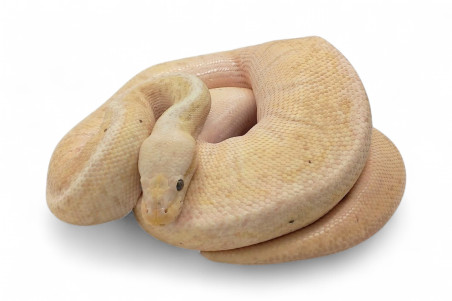 Python regius, banana pinstripe, mâle adulte