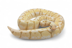 Python regius, banana...
