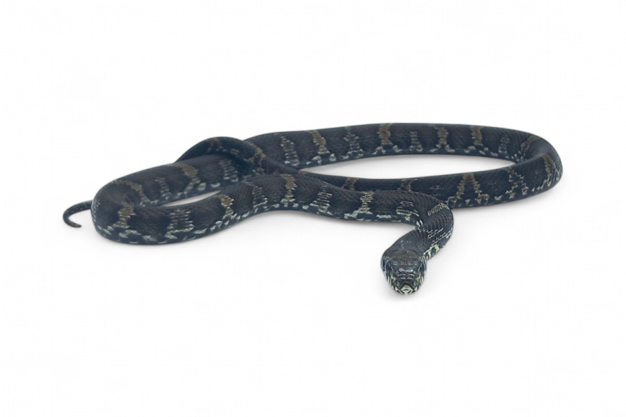 Elaphe schrenckii, het. melanique