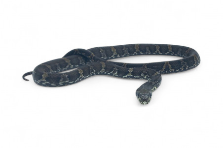 Elaphe schrenckii, het. melanique