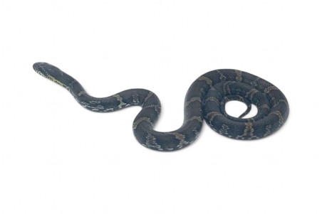 Elaphe schrenckii, het. melanique