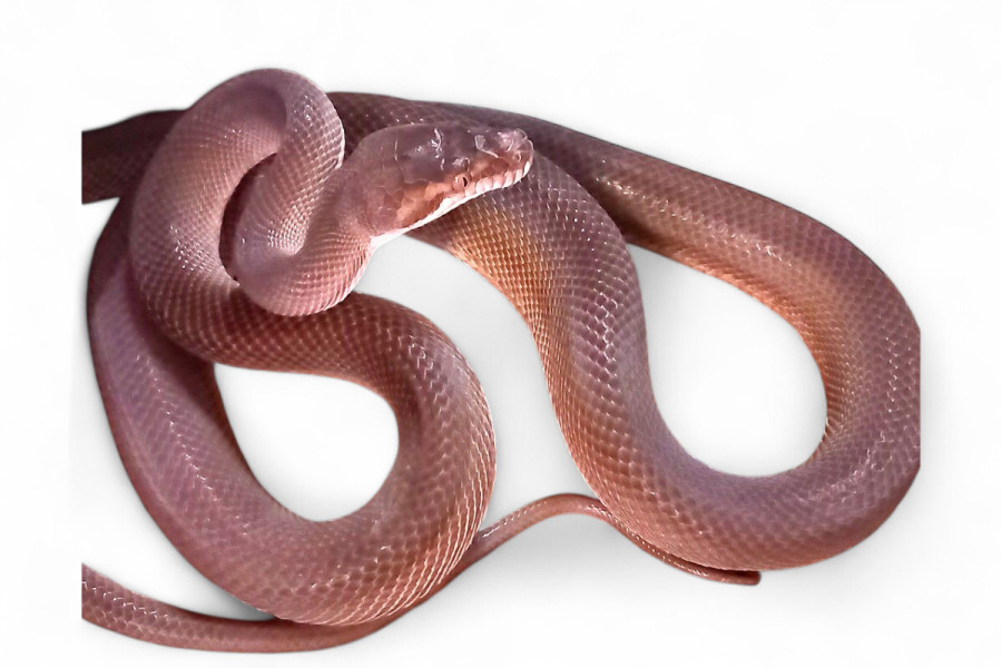 Simalia (Morelia) nauta