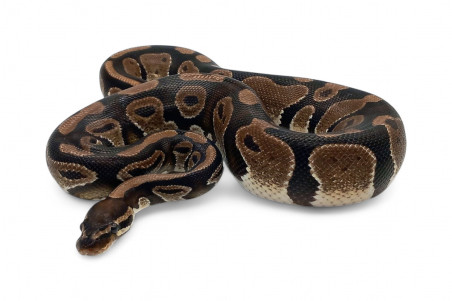 Python regius, adulte