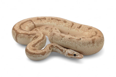 Python regius, banana bumble bee, adulte