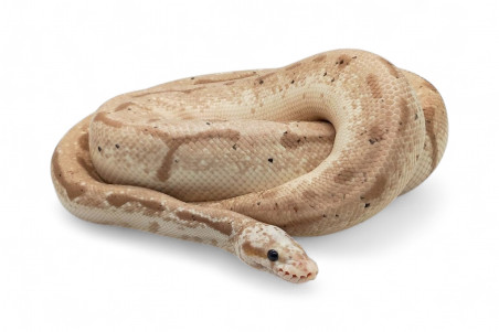 Python regius, banana bumble bee, adulte