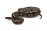 Python regius, mojave, adulte