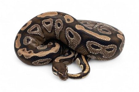 Python regius, mojave, adulte