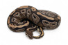 Python regius, mojave, adulte