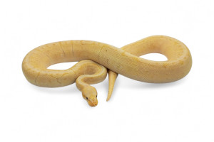 Python regius, coral glow...