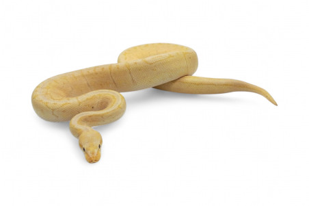 Python regius, coral glow pinstripe, mâle adulte