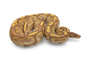 Python regius, coral glow...