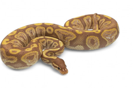 Python regius, coral glow cinnamon, femelle adulte