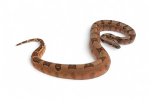 Boa c. imperator, hypo red...