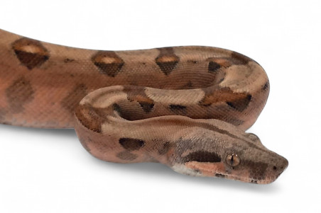 Boa c. imperator, hypo red pastel