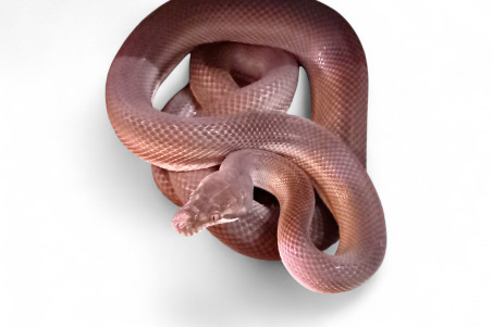 Simalia (Morelia) nauta